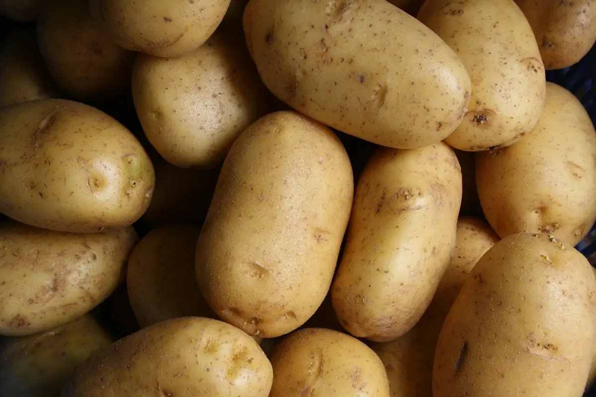Kartoffeln festkochend