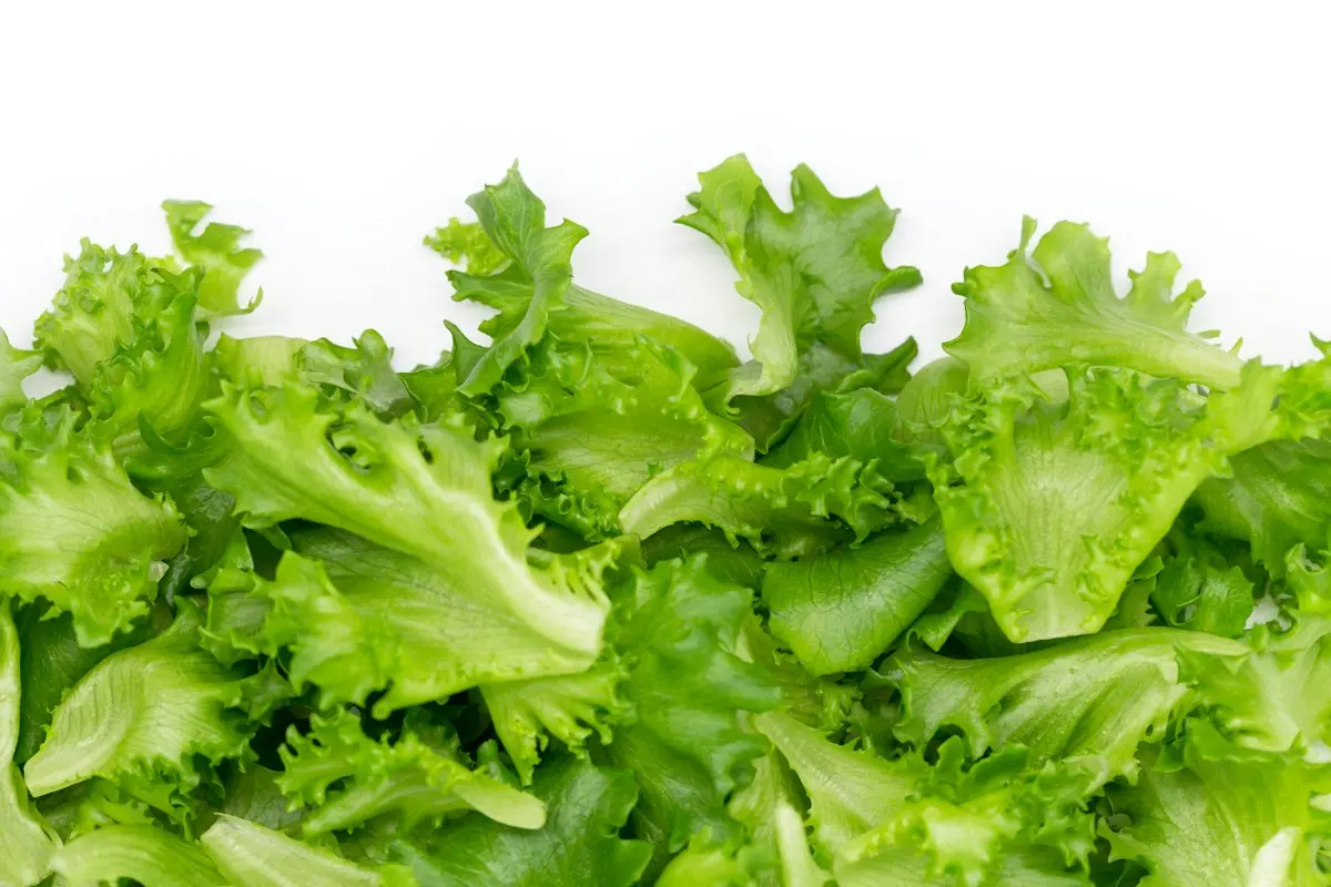 Kopfsalat